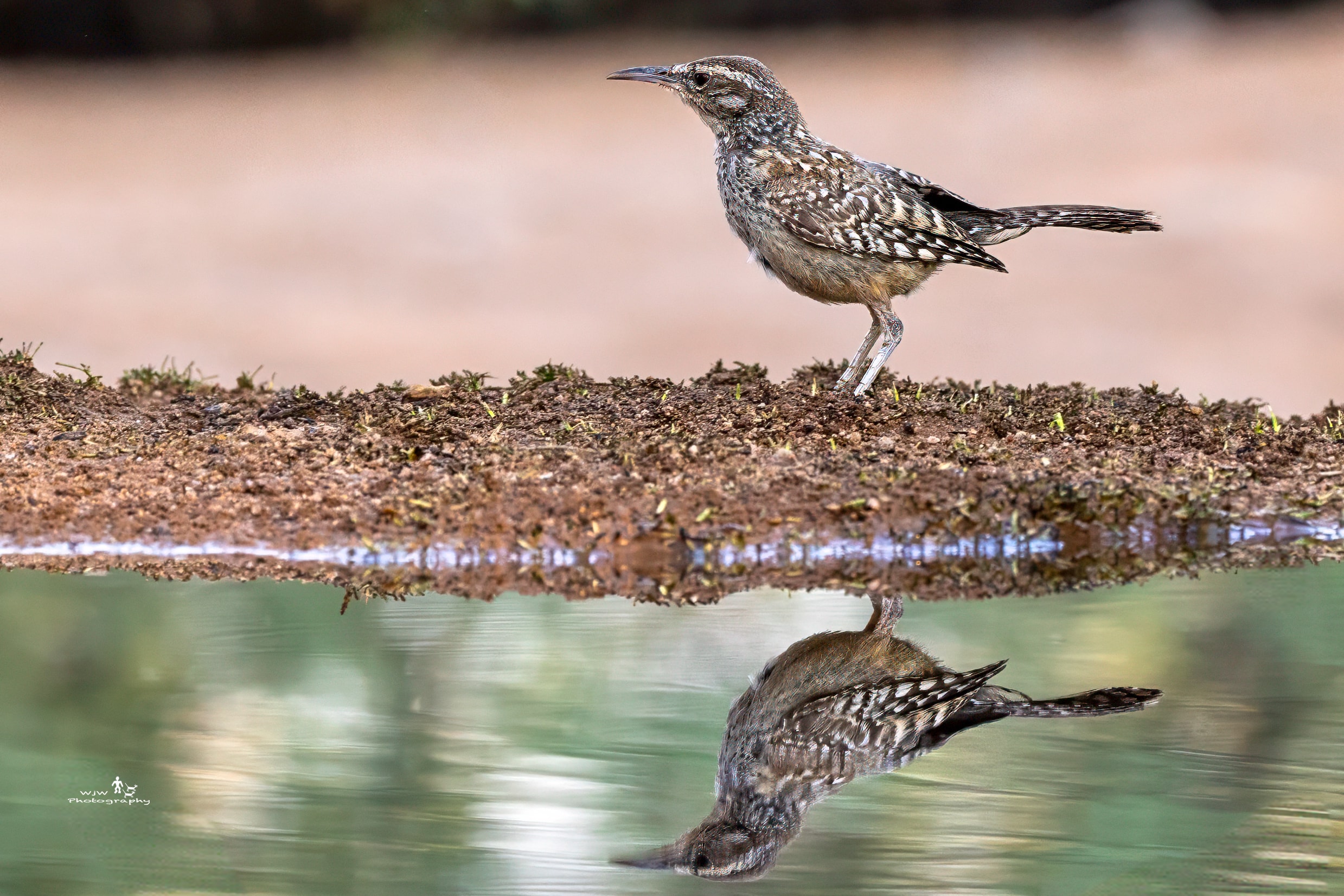 Cactus wren with reflection at waterline