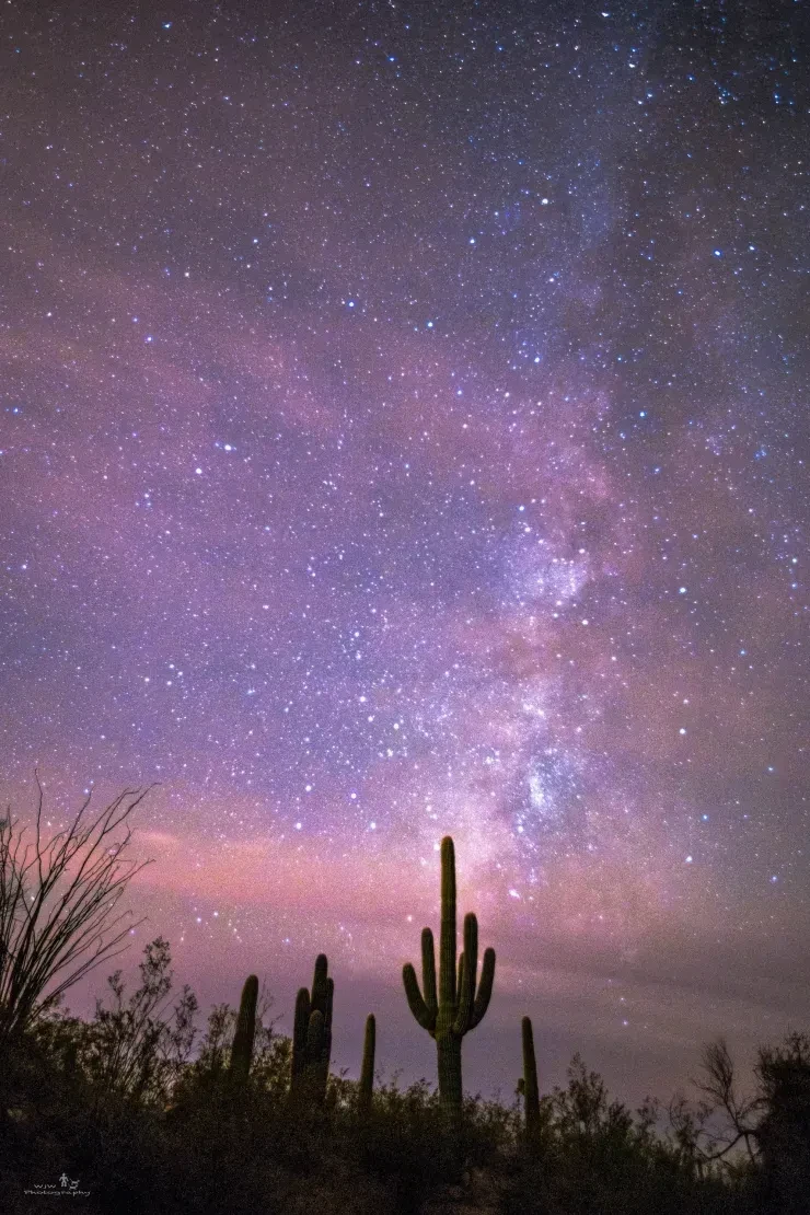 Milky Way galaxy over Sonoran Desert saguaro cactus