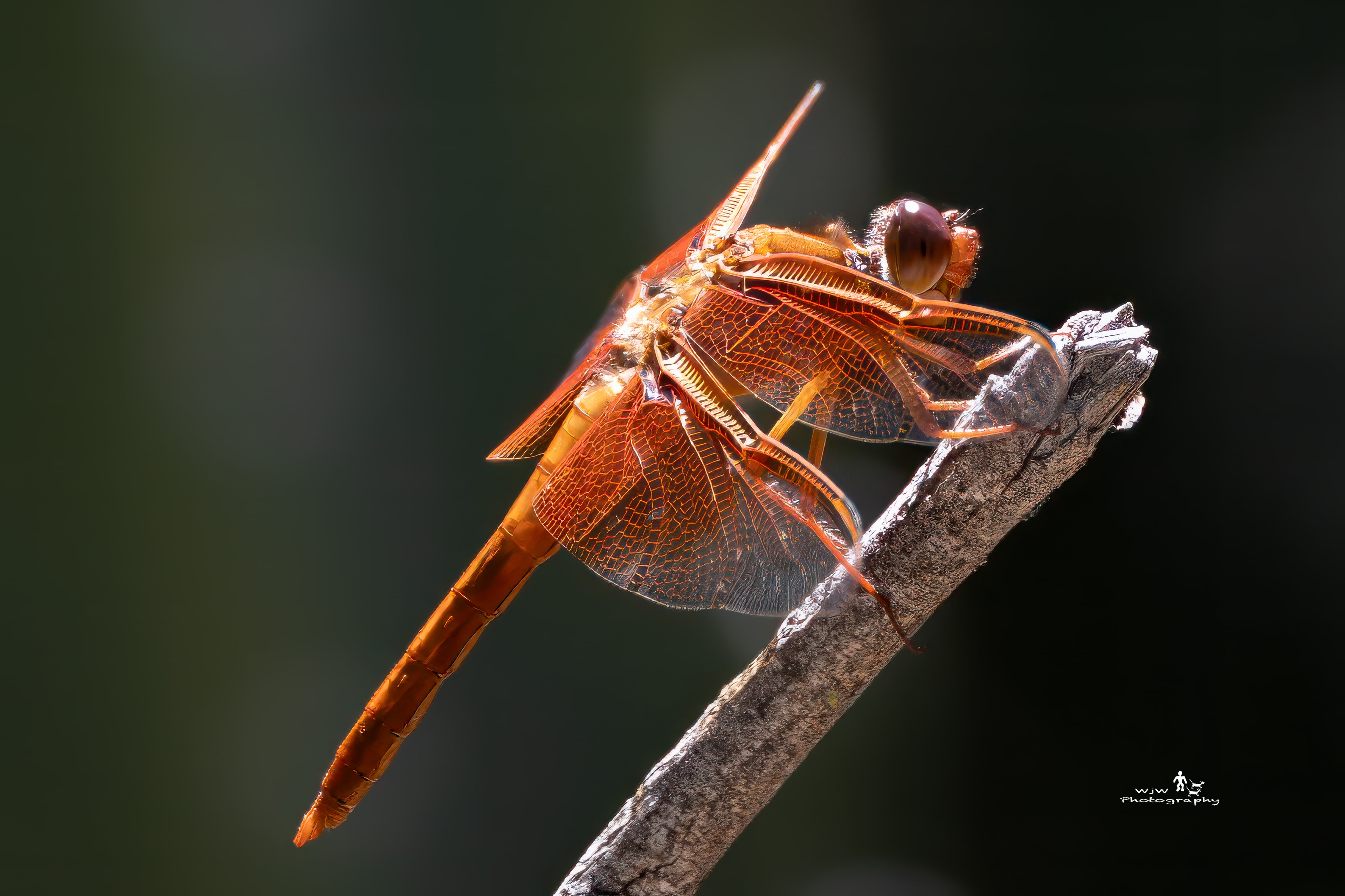 Dragonfly perched on branch close-up