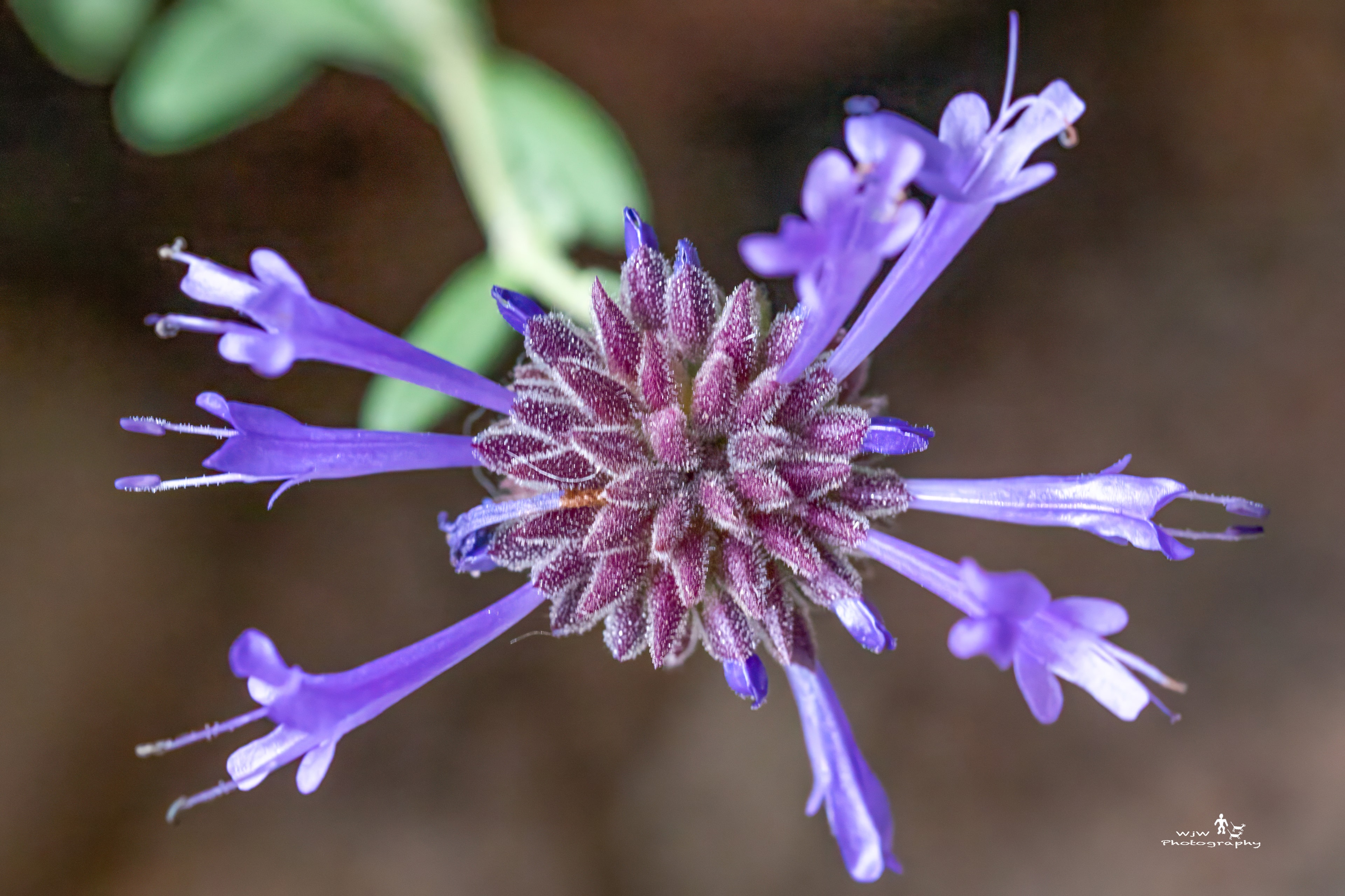 Cleveland Sage purple flower close-up showing intricate petal and stamen detail