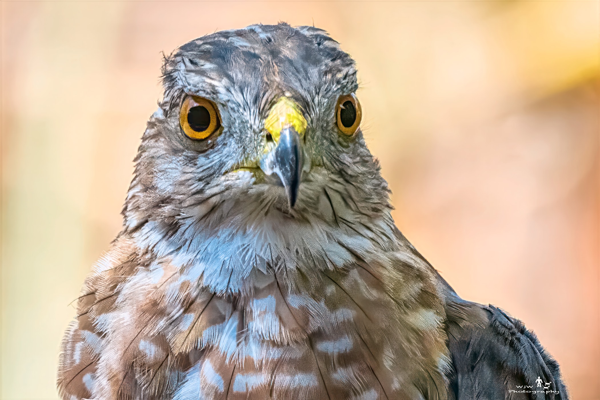 Cooper's Hawk extreme close-up portrait showing piercing orange eyes and detailed feather texture