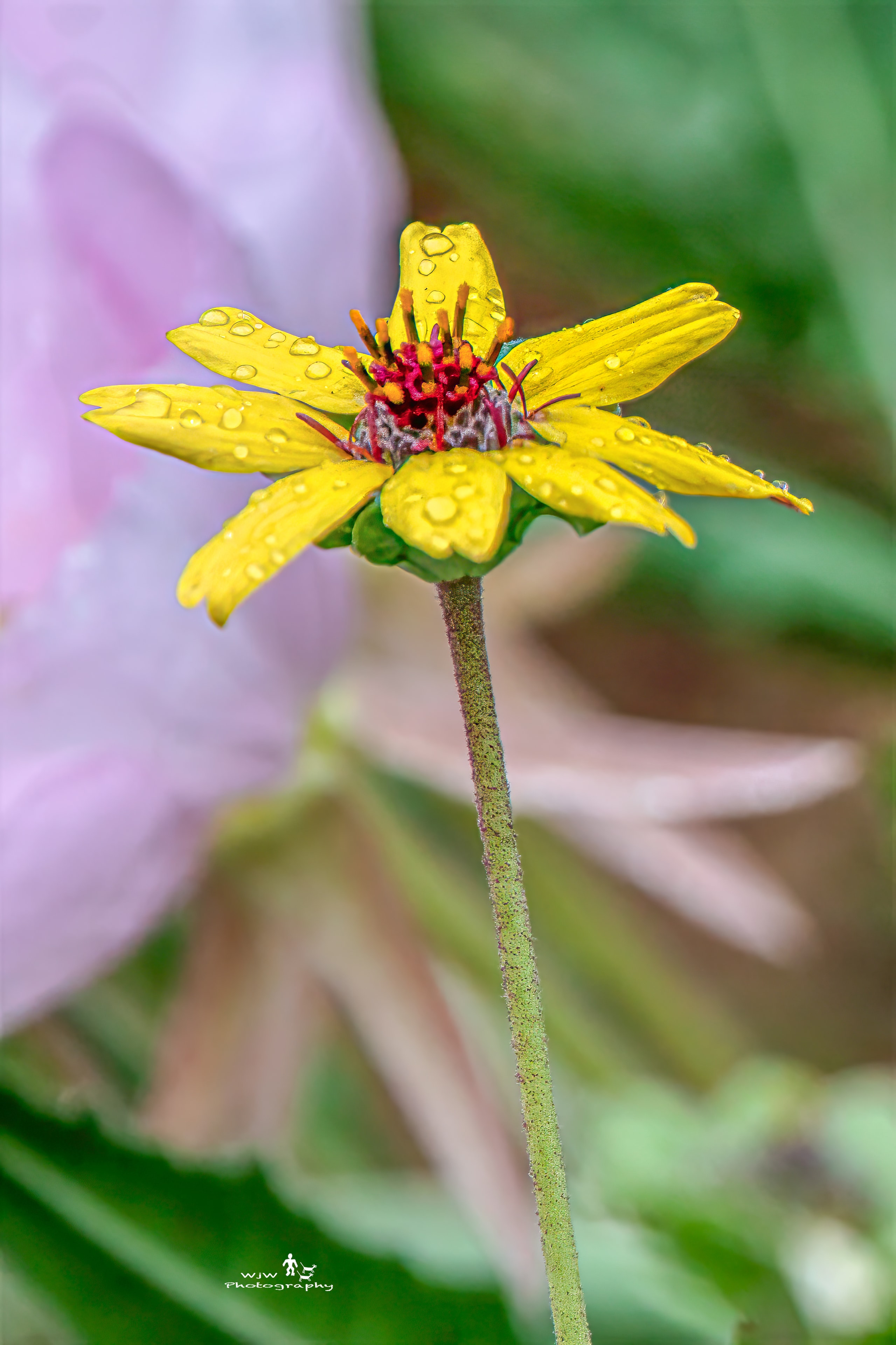 Yellow wildflower with red-pink center covered in rain water droplets, soft pink bokeh background