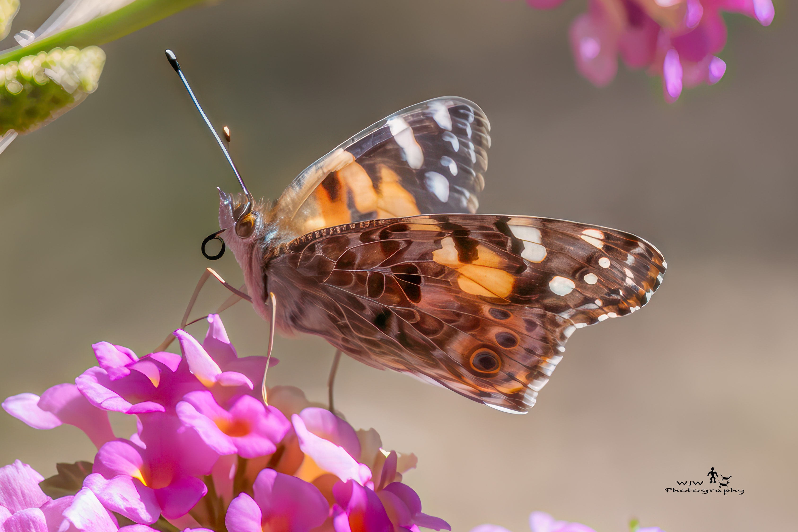Painted Lady butterfly perched on pink lantana flowers showing intricate wing pattern detail