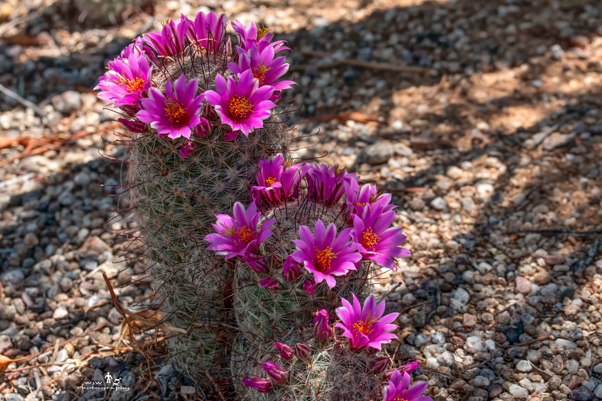 Mammillaria cactus covered in vibrant magenta flowers with yellow centers against rocky desert ground