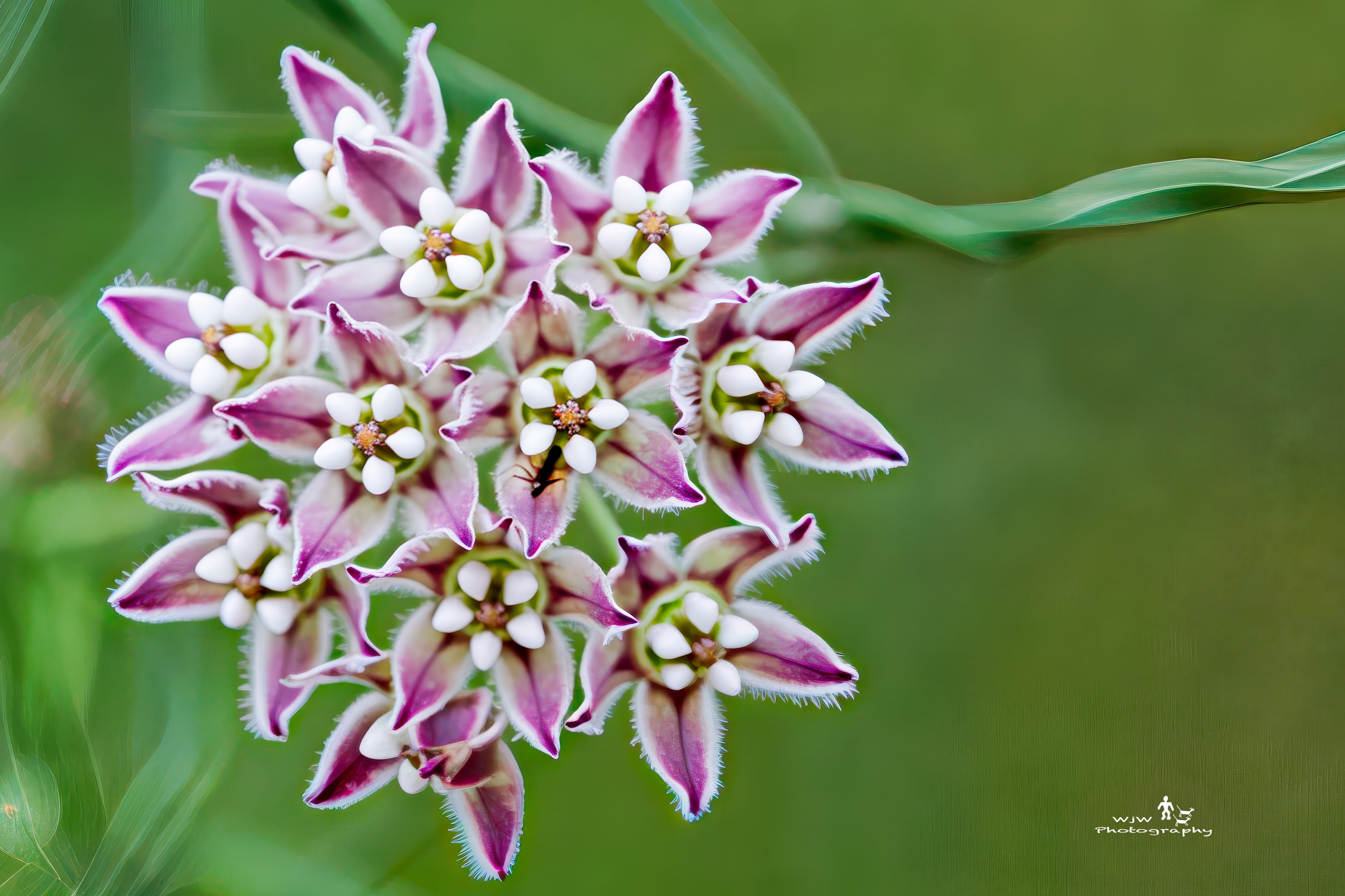 Milkweed inflorescence cluster close-up showing purple and white star-shaped blooms with white buds against soft green bokeh