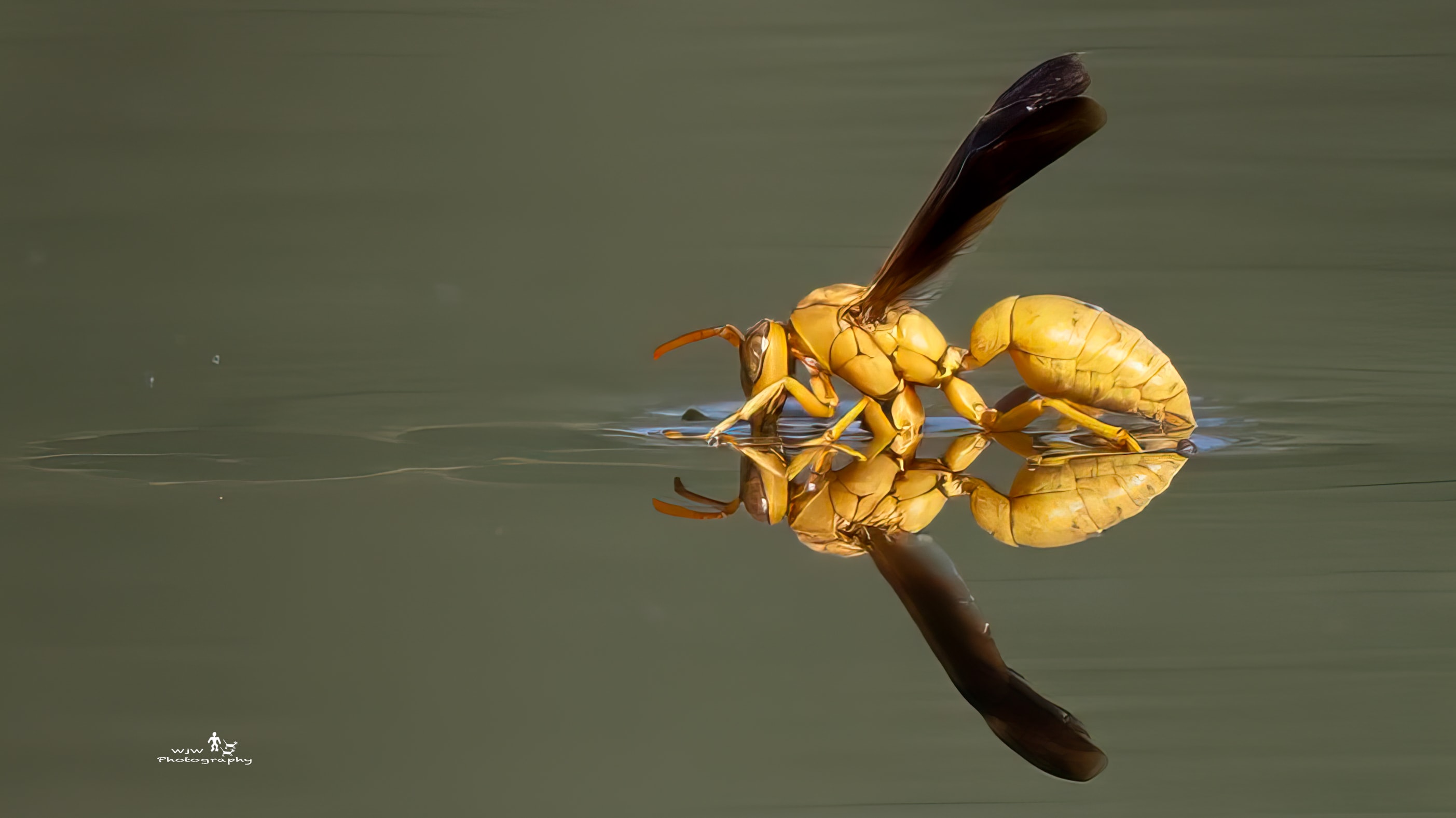 Golden wasp perched on water surface with reflection