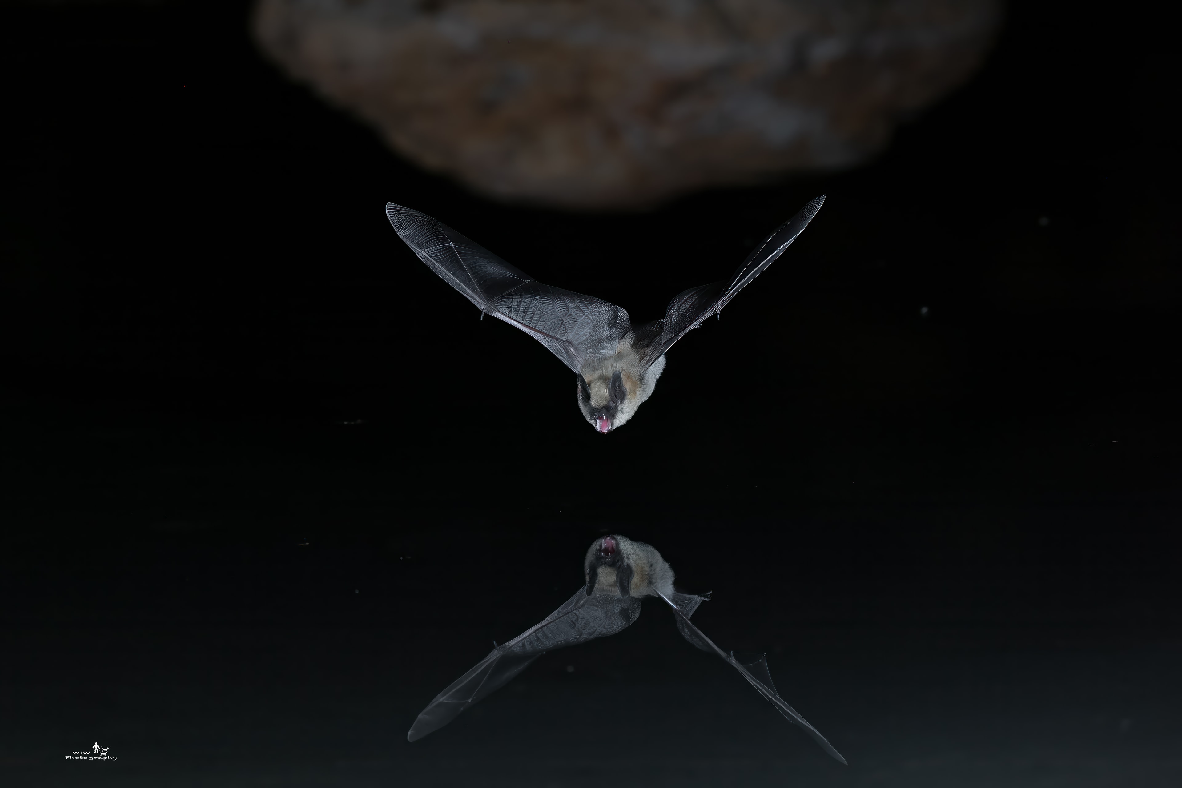 Bats flying in night sky over the Sea of Cortez