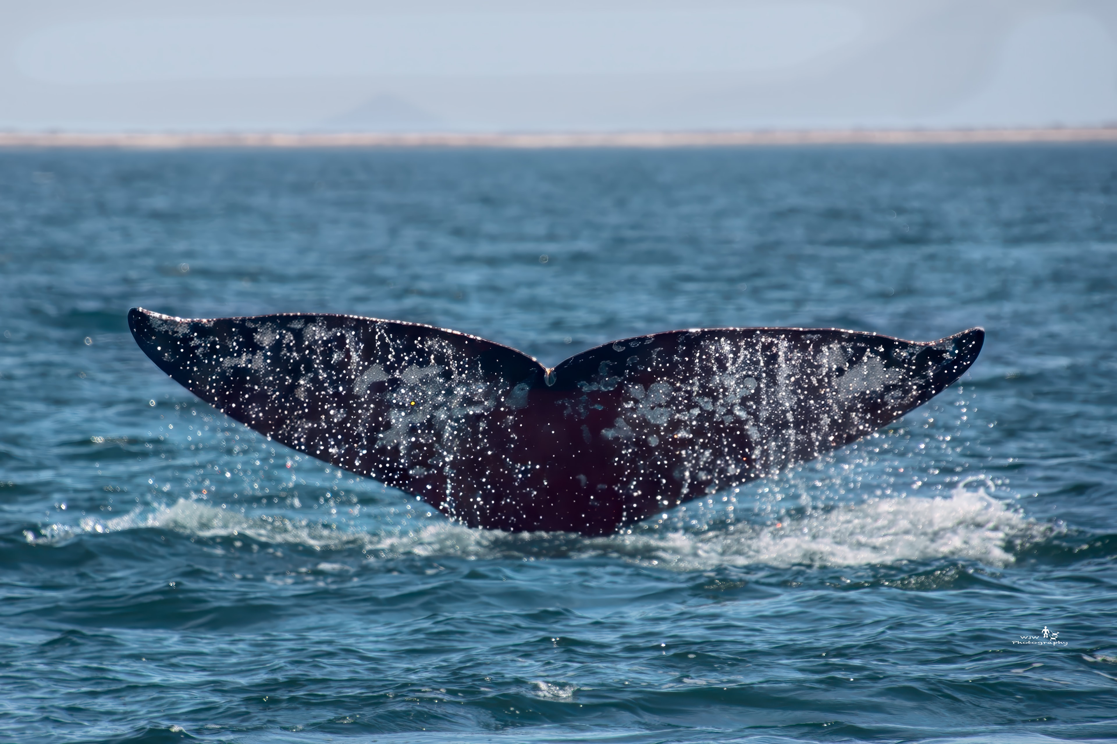 Whale tail breaching ocean surface