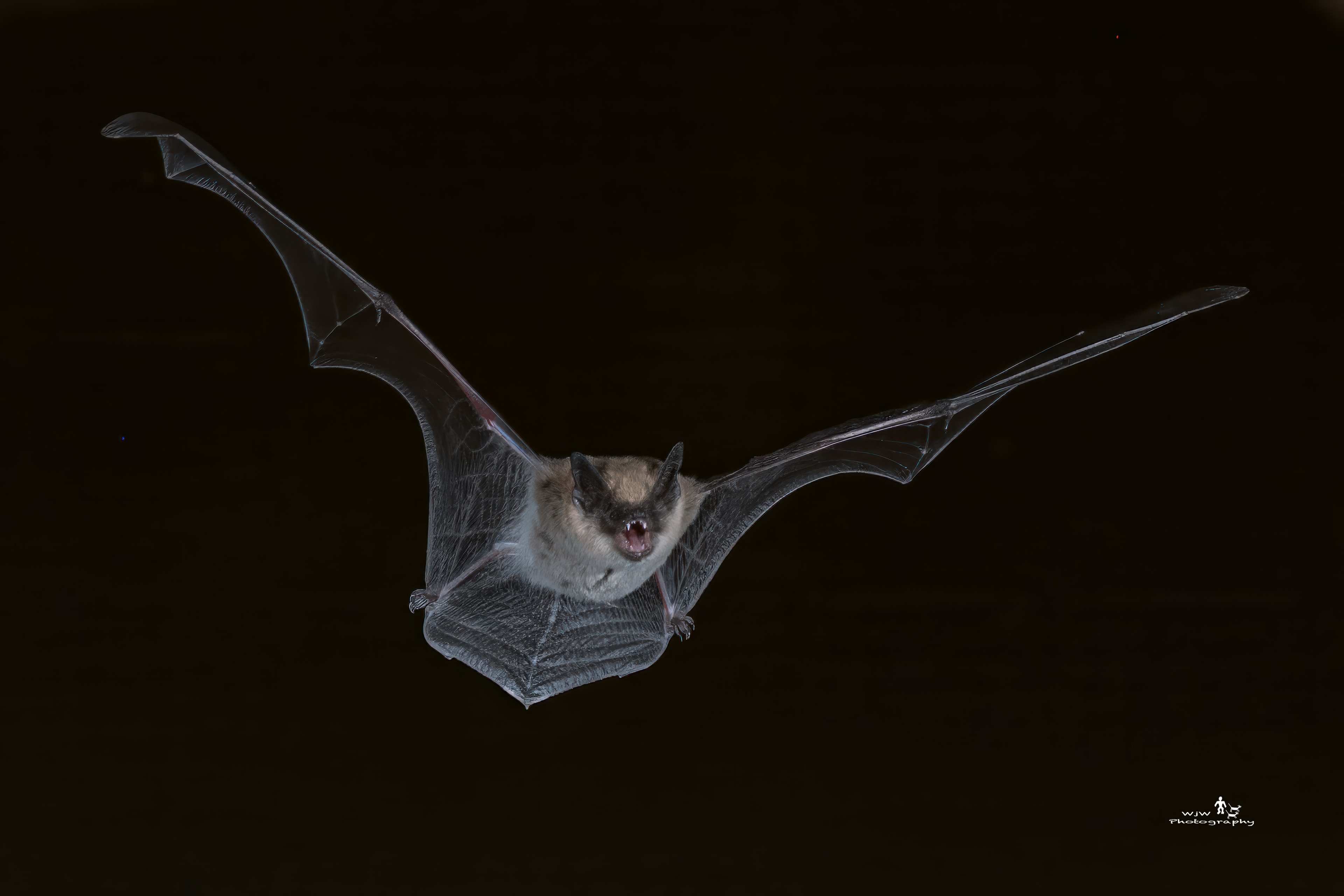 Bat in flight with wings spread wide