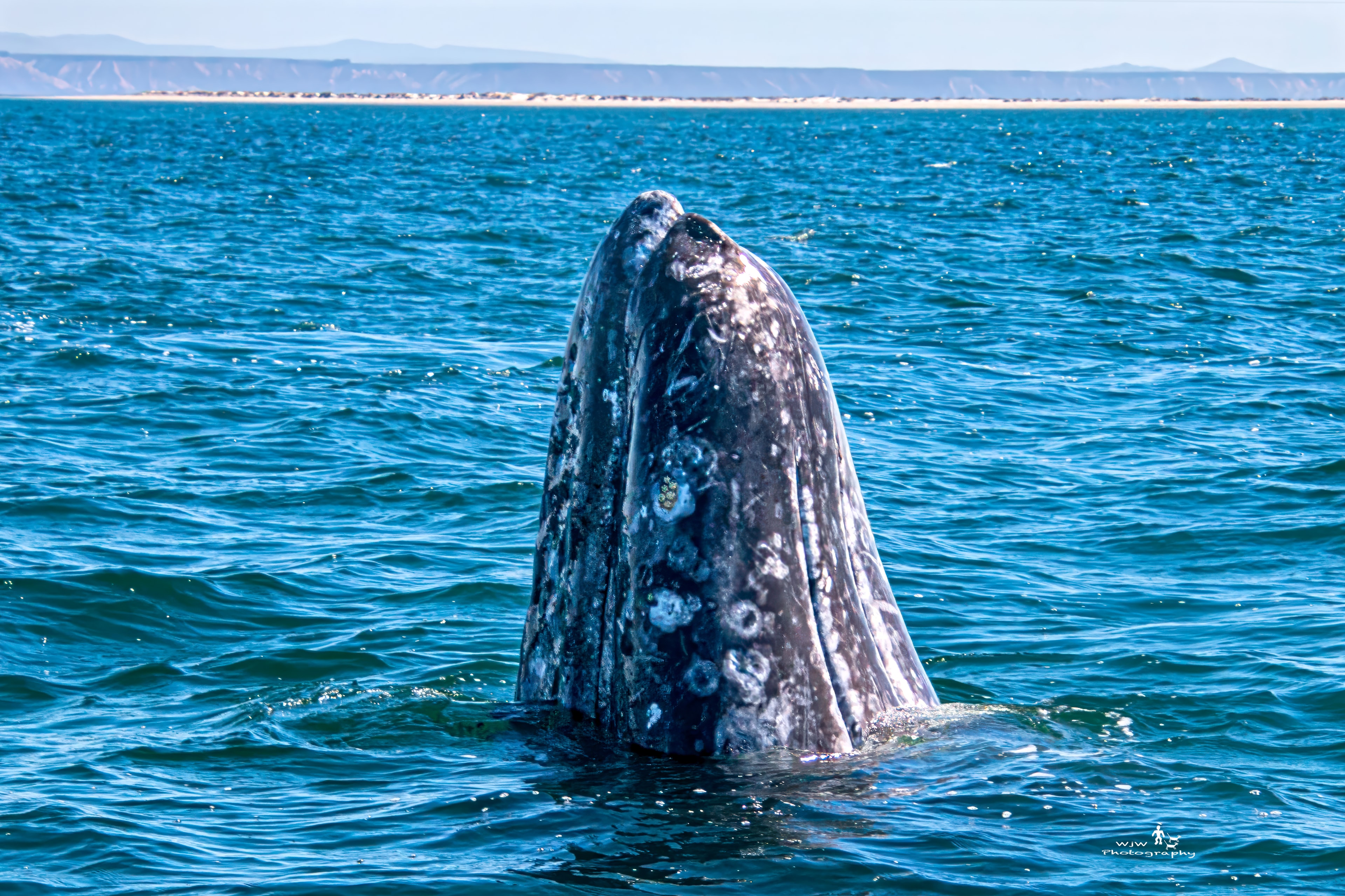 Gray whale spy-hopping at ocean surface