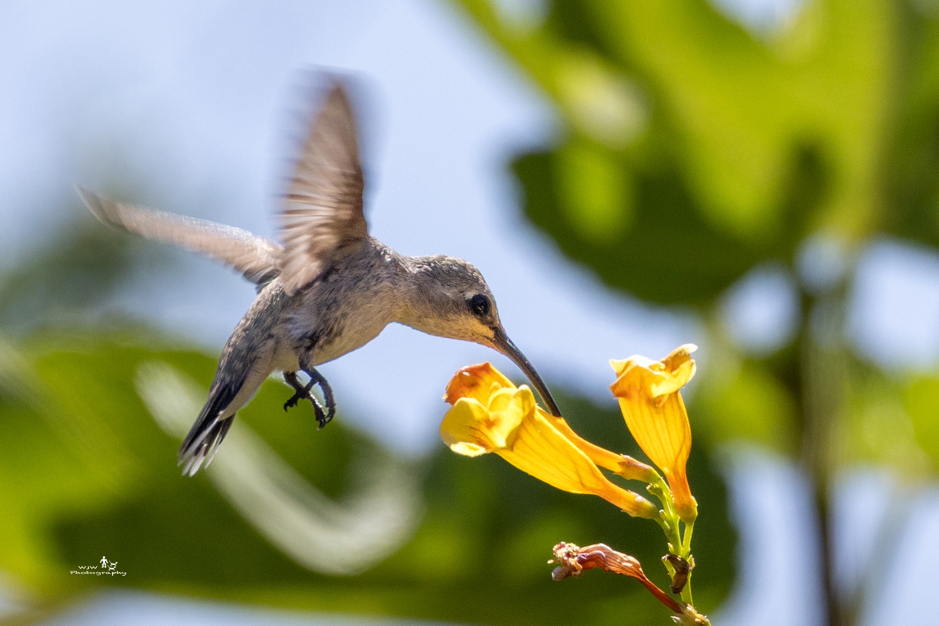 Hummingbird in flight feeding from yellow flowers