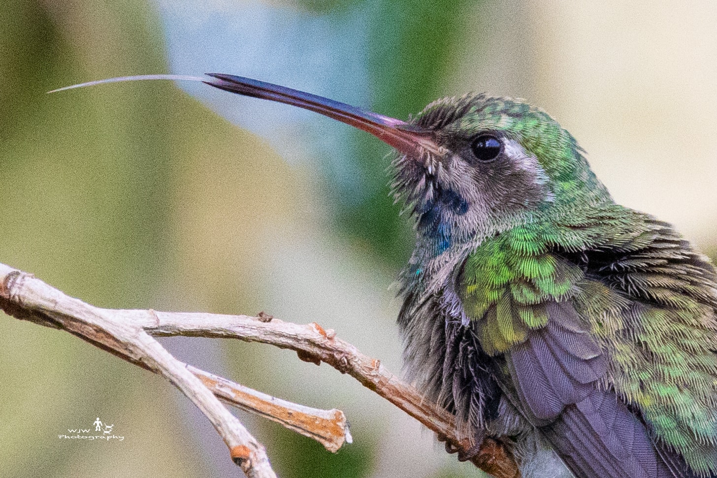 Hummingbird perched on branch close-up portrait