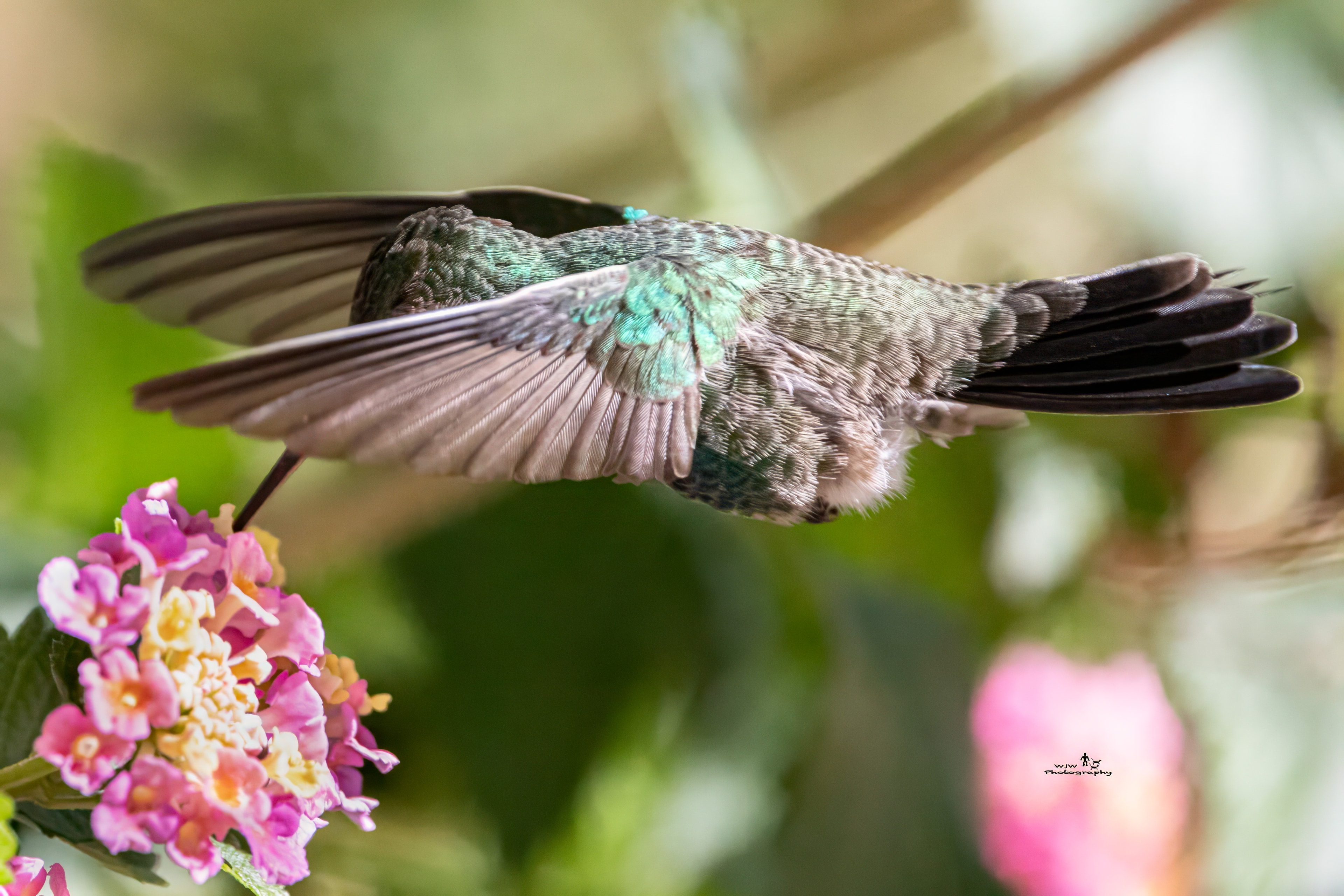 Hummingbird hovering over pink flowers wings fully spread