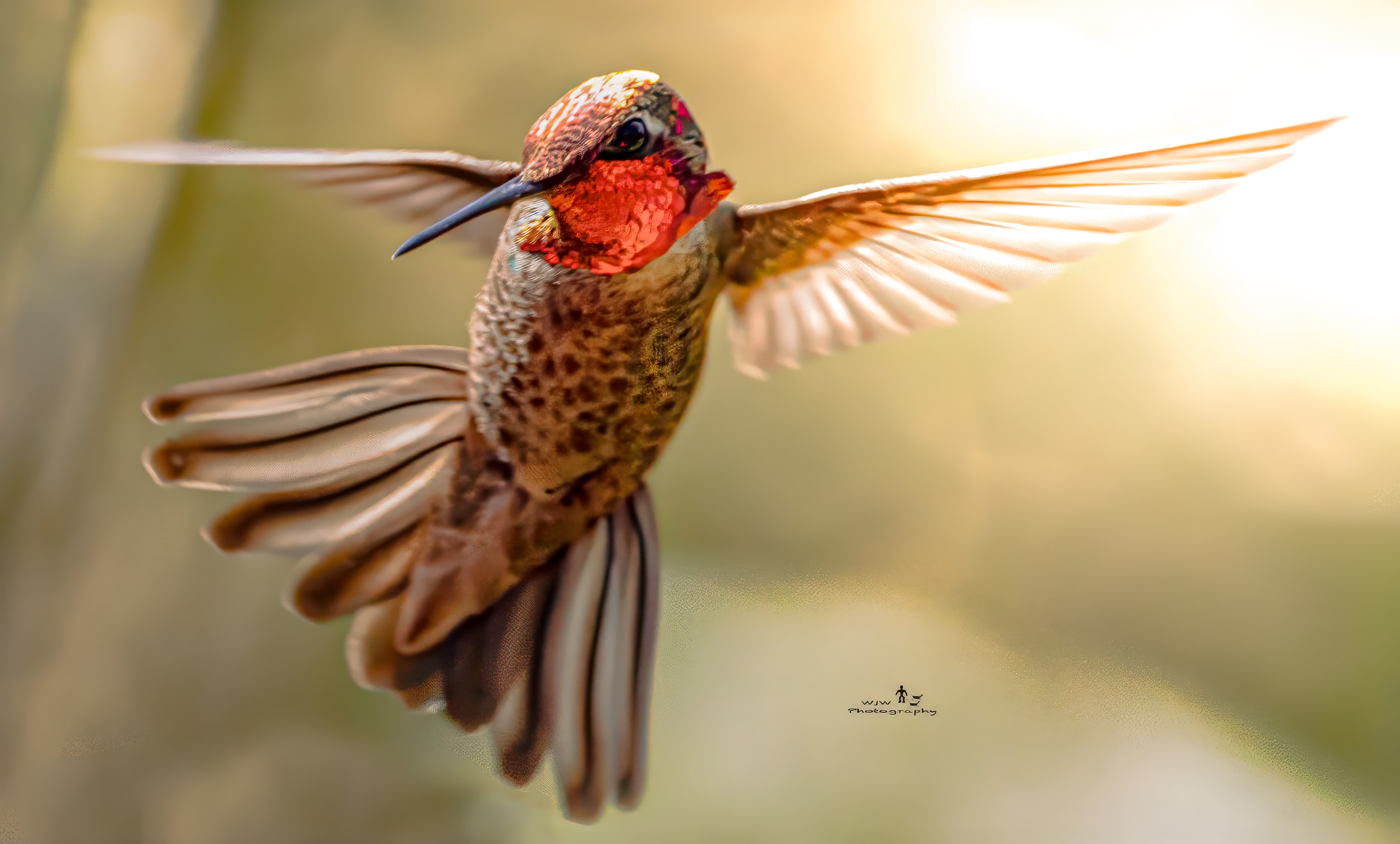 Hummingbird in flight wings fully spread red gorget glowing in golden light