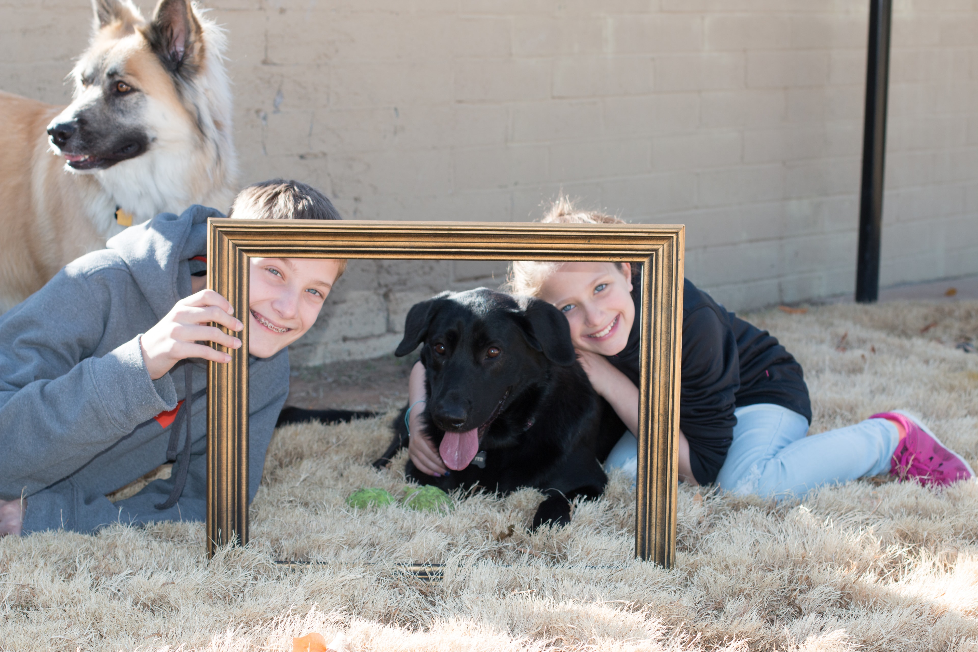 Two kids and a black lab lying on the ground peering through a gold picture frame with a German shepherd looking on