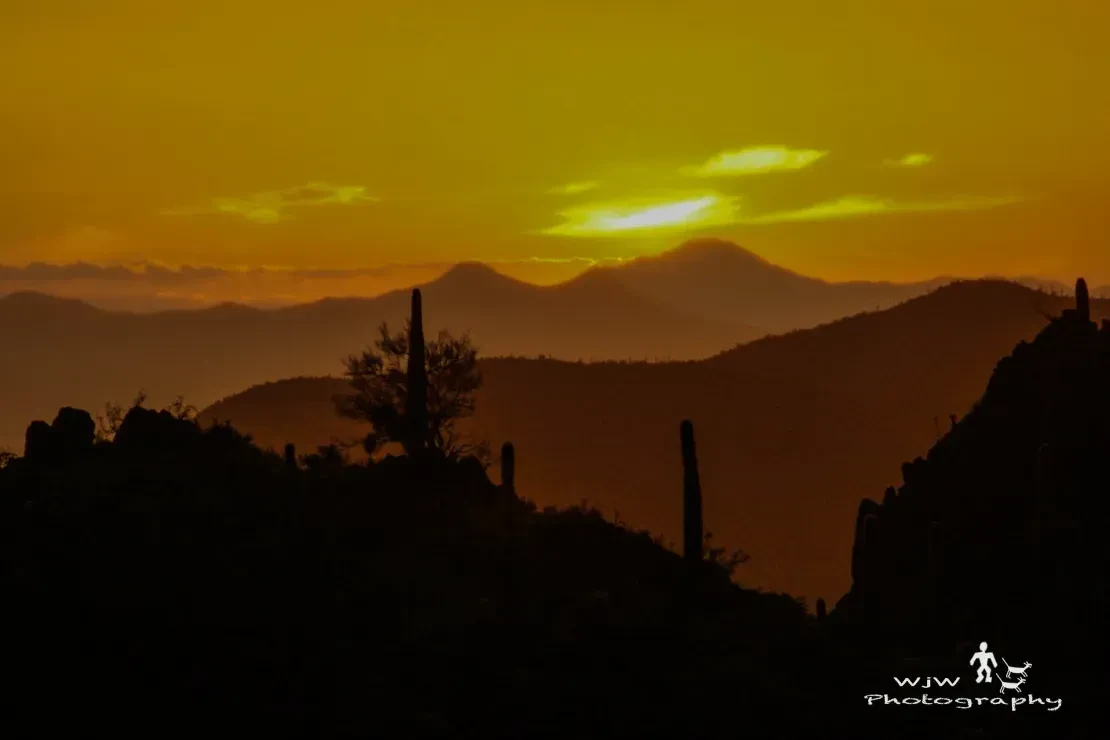 Sonoran desert golden sunset with saguaro silhouettes