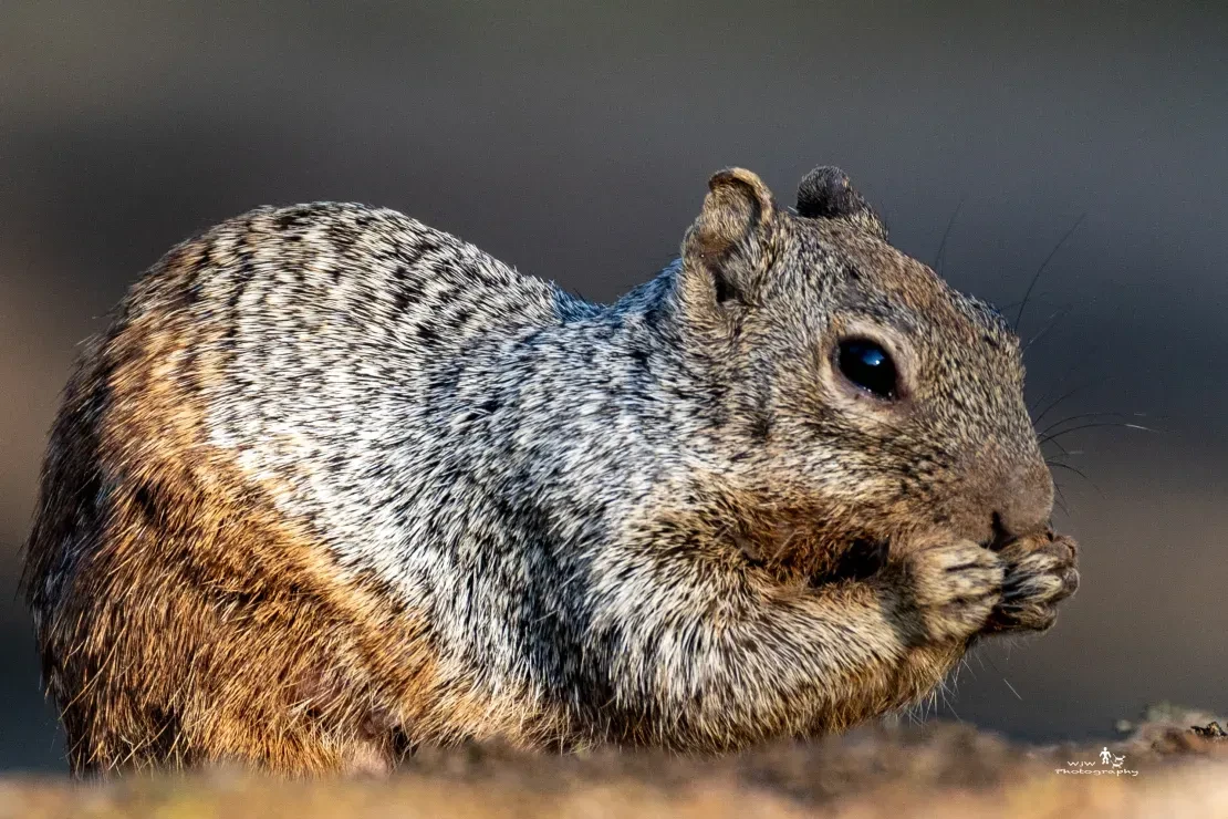 Ground squirrel close-up portrait