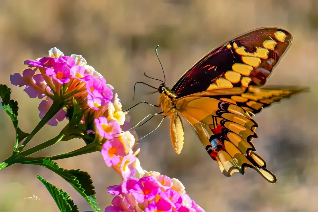 Swallowtail butterfly on pink flowers