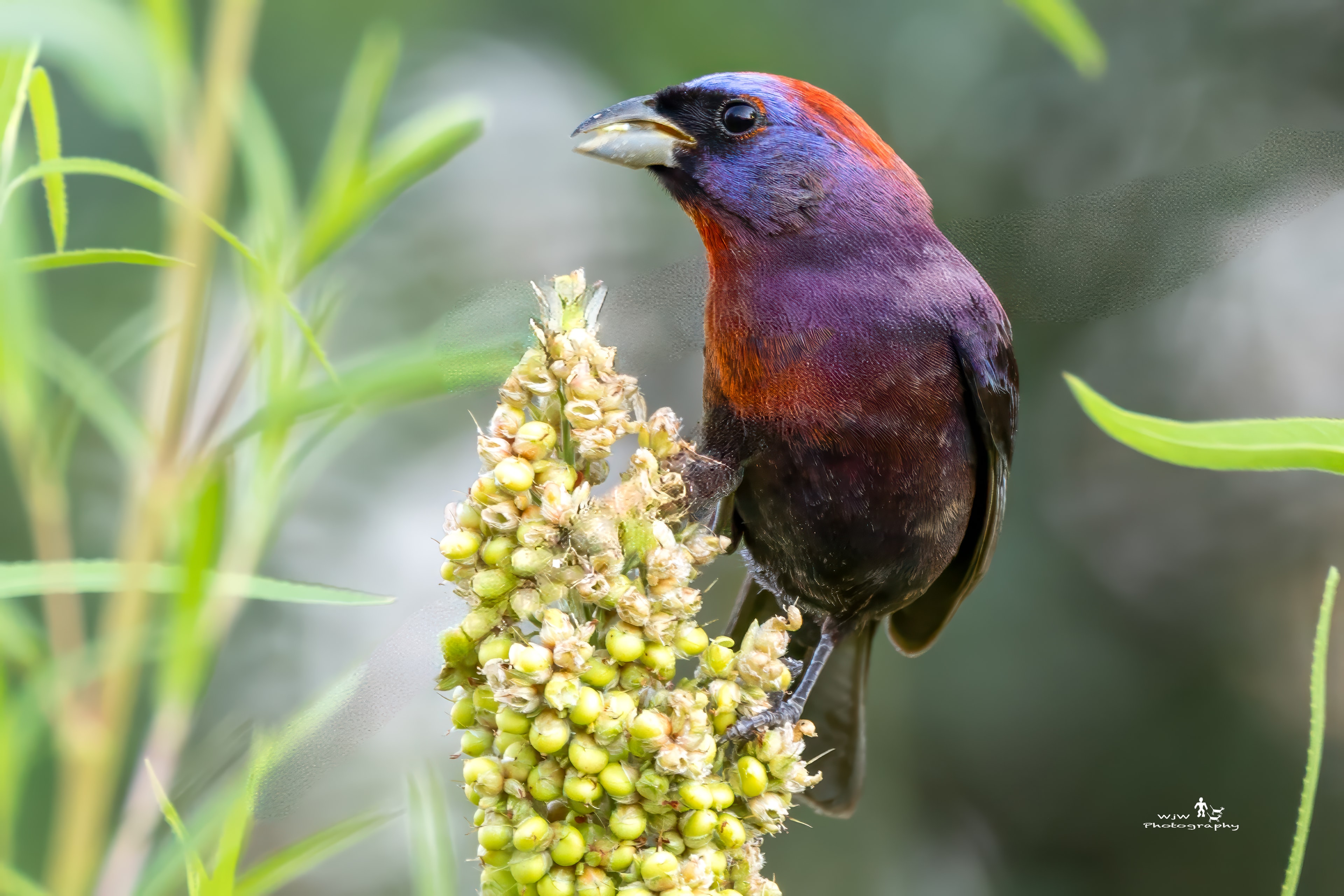 Varied bunting perched on seed stalk